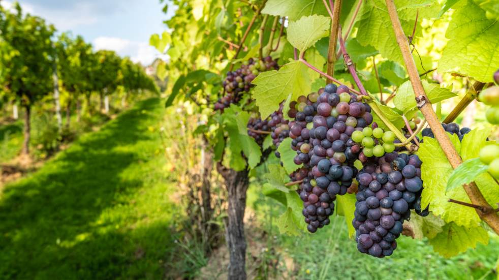 English red grapes on vine